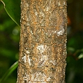 Xylocarpus moluccensis (Cedar Mangrove) young tree<br />Canon KDX (400D) + EFS60 F2.8 + JY670C